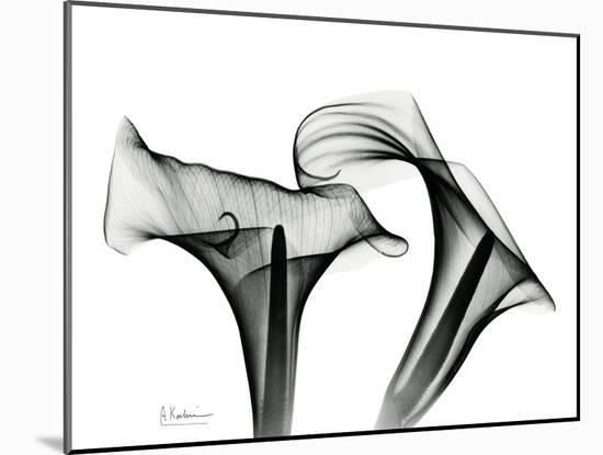 Calla Lily Gray 1-Albert Koetsier-Mounted Art Print