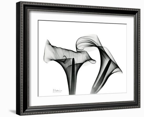 Calla Lily Gray 1-Albert Koetsier-Framed Art Print