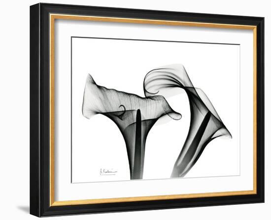 Calla Lily Gray 1-Albert Koetsier-Framed Art Print