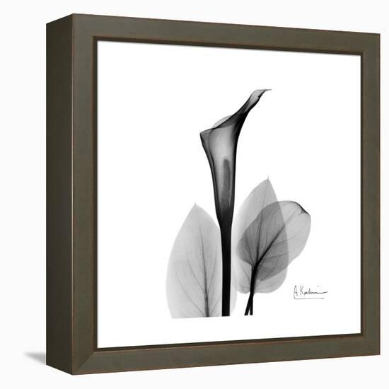 Calla Lily Gray 2-Albert Koetsier-Framed Stretched Canvas