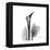 Calla Lily Gray 2-Albert Koetsier-Framed Stretched Canvas