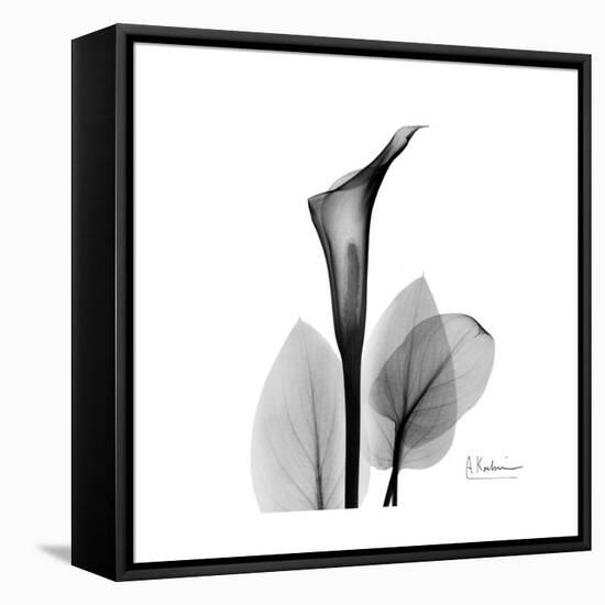 Calla Lily Gray 2-Albert Koetsier-Framed Stretched Canvas