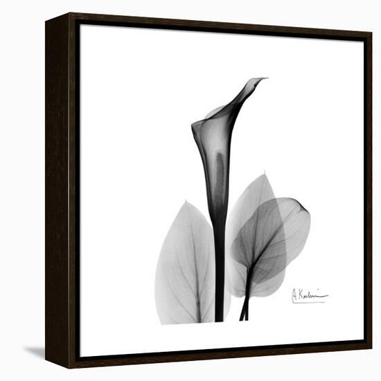 Calla Lily Gray 2-Albert Koetsier-Framed Stretched Canvas