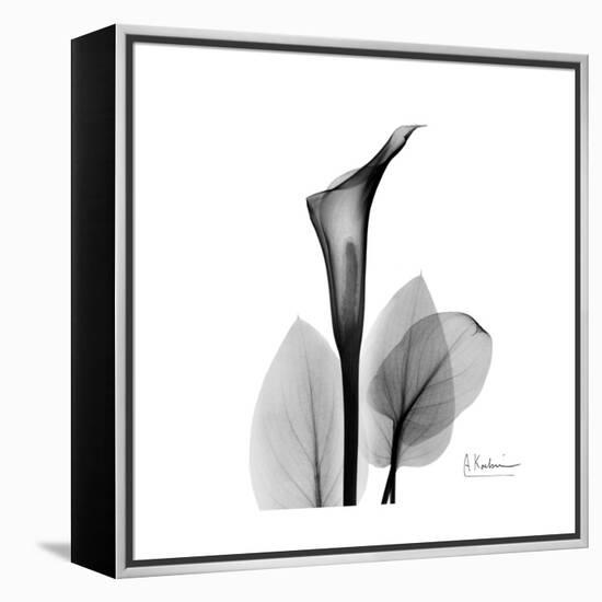 Calla Lily Gray 2-Albert Koetsier-Framed Stretched Canvas