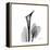 Calla Lily Gray 2-Albert Koetsier-Framed Stretched Canvas