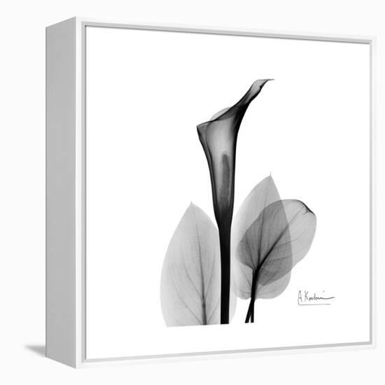 Calla Lily Gray 2-Albert Koetsier-Framed Stretched Canvas