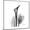 Calla Lily Gray 2-Albert Koetsier-Mounted Art Print