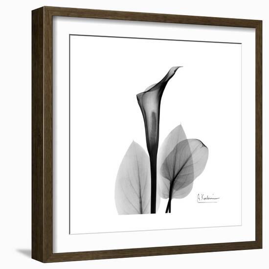 Calla Lily Gray 2-Albert Koetsier-Framed Premium Giclee Print