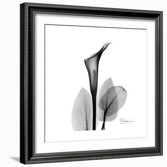 Calla Lily Gray 2-Albert Koetsier-Framed Premium Giclee Print