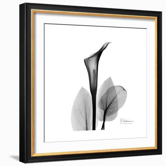Calla Lily Gray 2-Albert Koetsier-Framed Premium Giclee Print