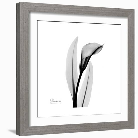 Calla Lily Gray 3-Albert Koetsier-Framed Premium Giclee Print