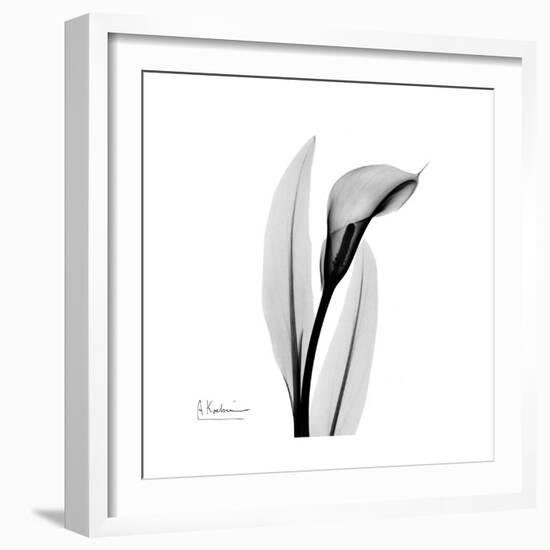 Calla Lily Gray 3-Albert Koetsier-Framed Premium Giclee Print