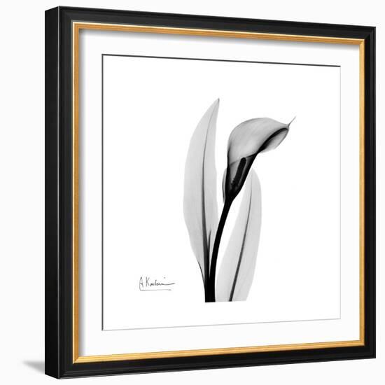 Calla Lily Gray 3-Albert Koetsier-Framed Premium Giclee Print