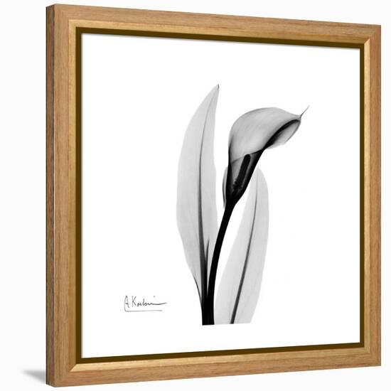 Calla Lily Gray 3-Albert Koetsier-Framed Stretched Canvas