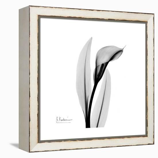 Calla Lily Gray 3-Albert Koetsier-Framed Stretched Canvas