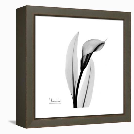 Calla Lily Gray 3-Albert Koetsier-Framed Stretched Canvas