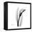 Calla Lily Gray 3-Albert Koetsier-Framed Stretched Canvas