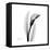 Calla Lily Gray 3-Albert Koetsier-Framed Stretched Canvas