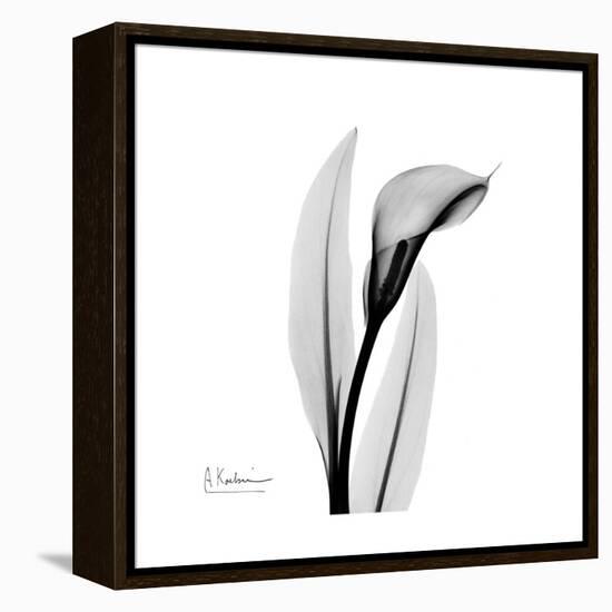 Calla Lily Gray 3-Albert Koetsier-Framed Stretched Canvas