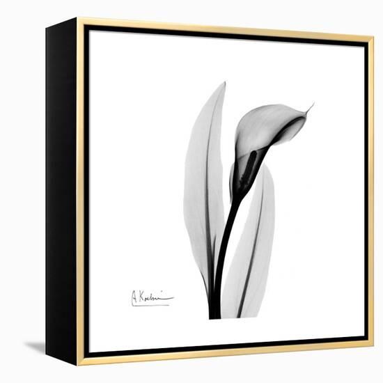 Calla Lily Gray 3-Albert Koetsier-Framed Stretched Canvas