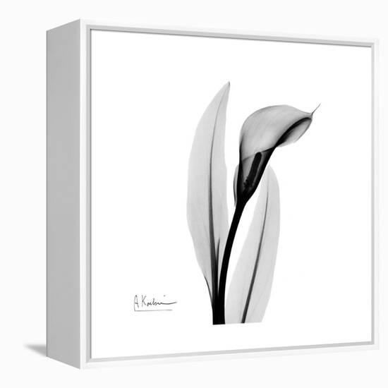 Calla Lily Gray 3-Albert Koetsier-Framed Stretched Canvas