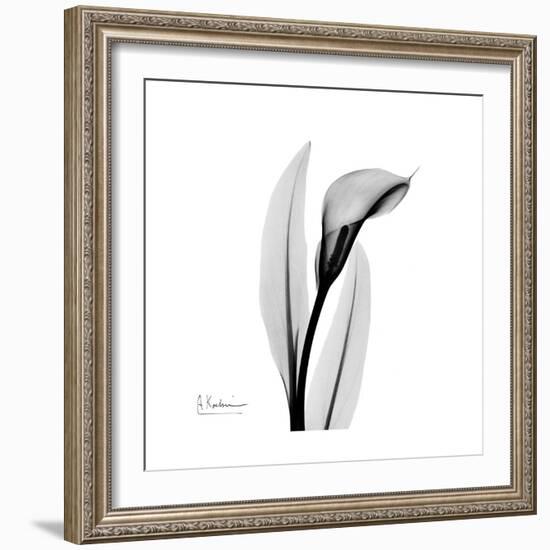 Calla Lily Gray 3-Albert Koetsier-Framed Art Print