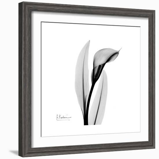 Calla Lily Gray 3-Albert Koetsier-Framed Art Print