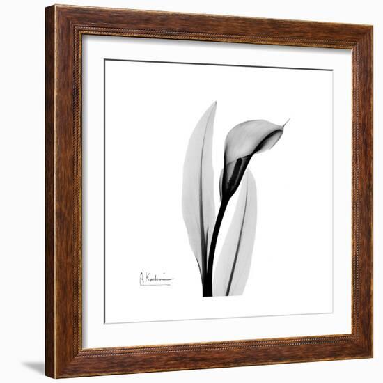 Calla Lily Gray 3-Albert Koetsier-Framed Art Print