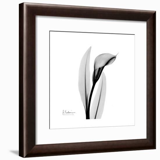 Calla Lily Gray 3-Albert Koetsier-Framed Art Print