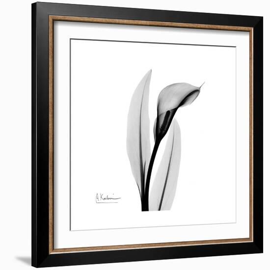 Calla Lily Gray 3-Albert Koetsier-Framed Art Print