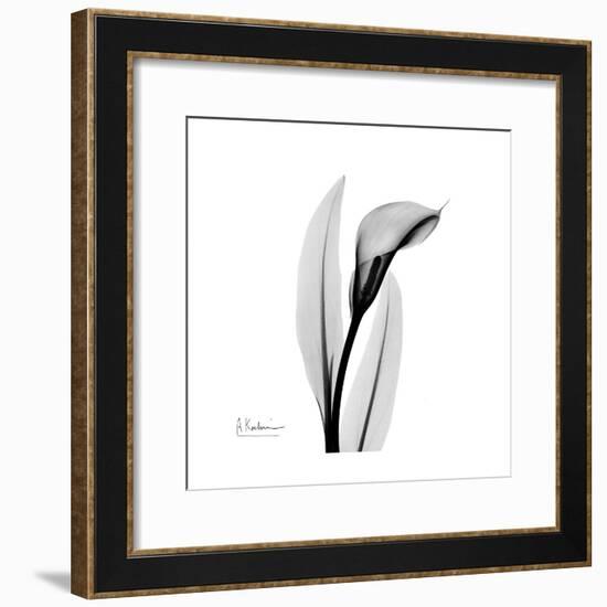 Calla Lily Gray 3-Albert Koetsier-Framed Art Print