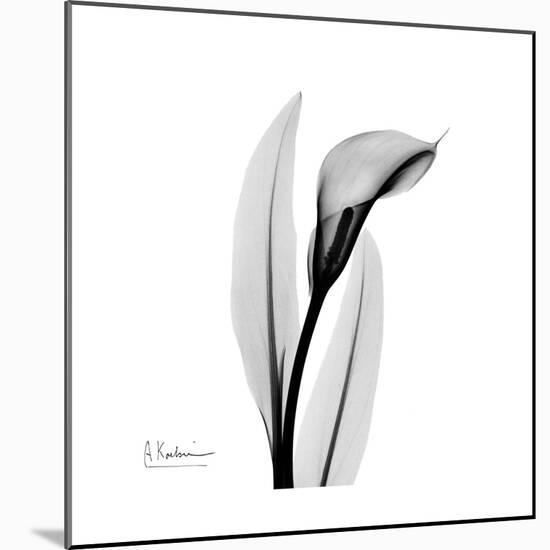 Calla Lily Gray 3-Albert Koetsier-Mounted Art Print