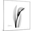 Calla Lily Gray 3-Albert Koetsier-Mounted Art Print