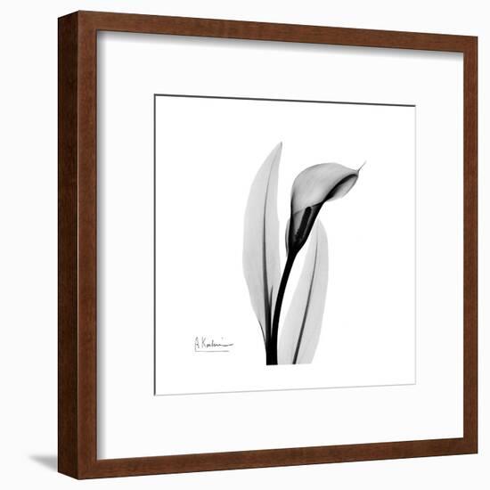 Calla Lily Gray 3-Albert Koetsier-Framed Art Print