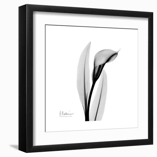 Calla Lily Gray 3-Albert Koetsier-Framed Art Print