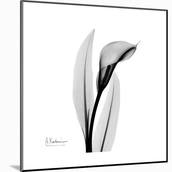 Calla Lily Gray 3-Albert Koetsier-Mounted Art Print