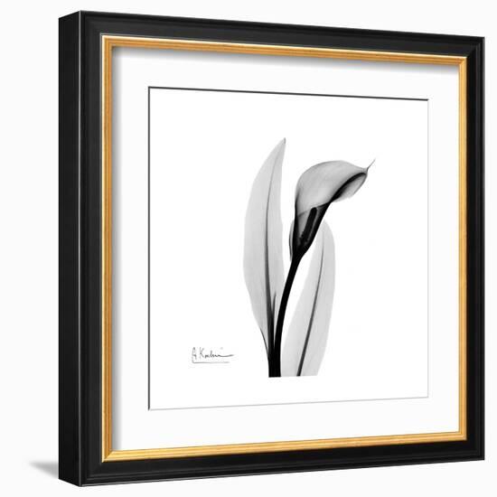 Calla Lily Gray 3-Albert Koetsier-Framed Art Print