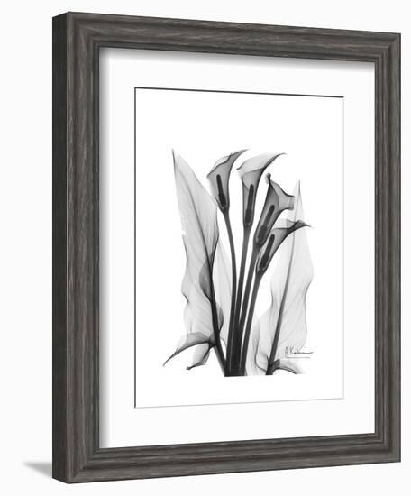 Calla Lily Gray-Albert Koetsier-Framed Premium Giclee Print