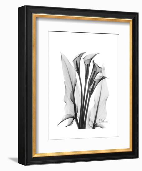 Calla Lily Gray-Albert Koetsier-Framed Premium Giclee Print