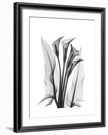 Calla Lily Gray-Albert Koetsier-Framed Premium Giclee Print