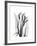 Calla Lily Gray-Albert Koetsier-Framed Premium Giclee Print