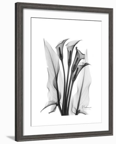 Calla Lily Gray-Albert Koetsier-Framed Premium Giclee Print