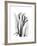 Calla Lily Gray-Albert Koetsier-Framed Premium Giclee Print