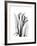 Calla Lily Gray-Albert Koetsier-Framed Premium Giclee Print