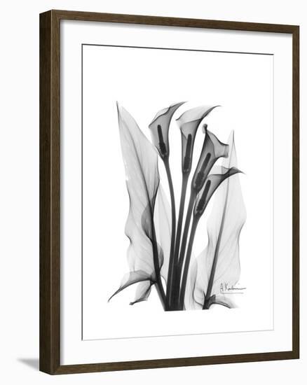 Calla Lily Gray-Albert Koetsier-Framed Premium Giclee Print