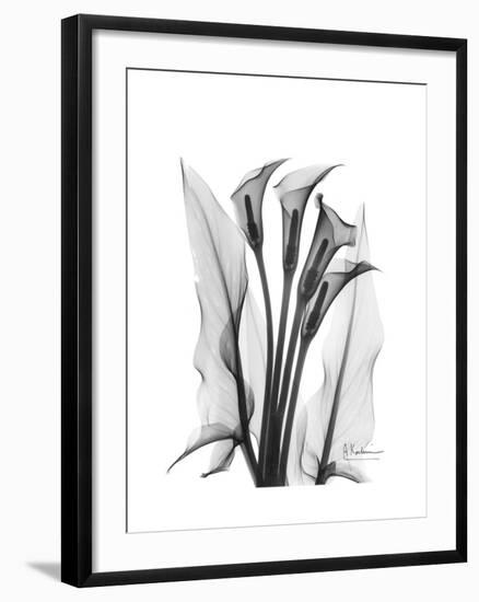 Calla Lily Gray-Albert Koetsier-Framed Premium Giclee Print