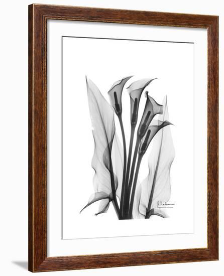 Calla Lily Gray-Albert Koetsier-Framed Premium Giclee Print