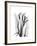 Calla Lily Gray-Albert Koetsier-Framed Premium Giclee Print