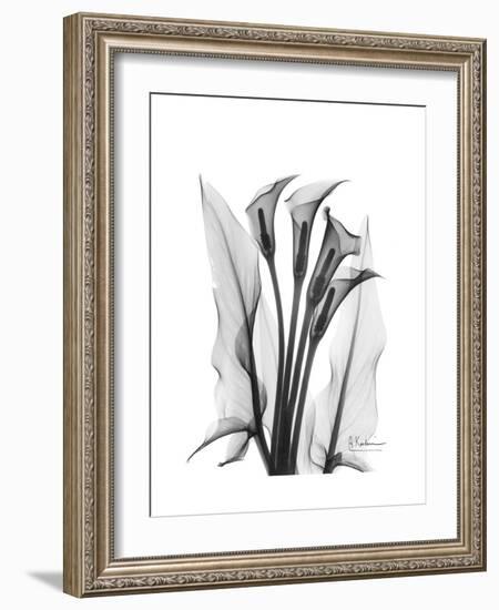 Calla Lily Gray-Albert Koetsier-Framed Premium Giclee Print