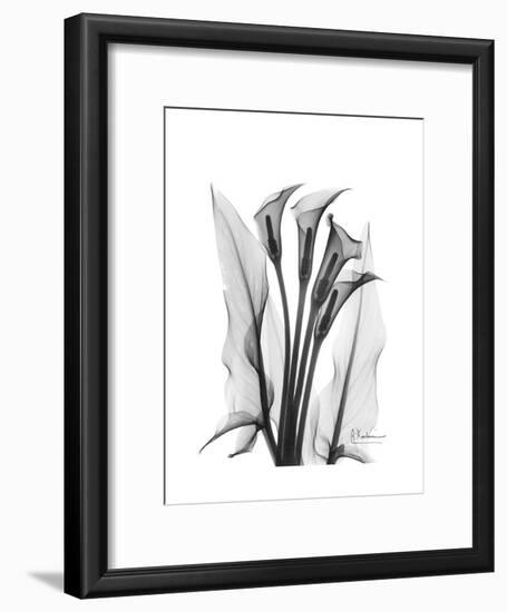 Calla Lily Gray-Albert Koetsier-Framed Premium Giclee Print